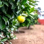 La Chamusca Nyaraló Icod de los Vinos