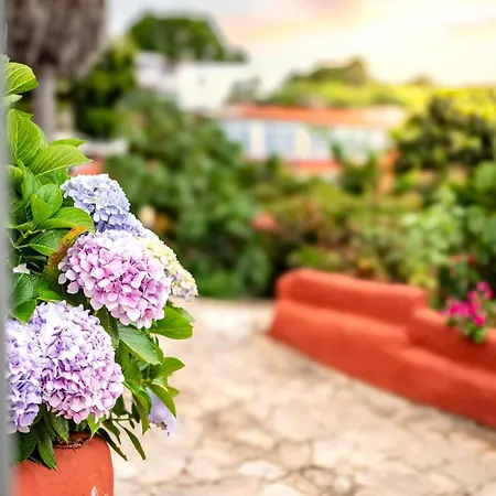 Hébergement de vacances La Chamusca Icod De Los Vinos