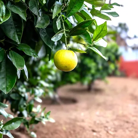 La Chamusca Hébergement de vacances Icod De Los Vinos
