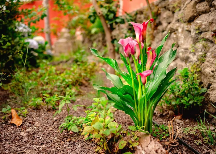 La Chamusca 別荘 *