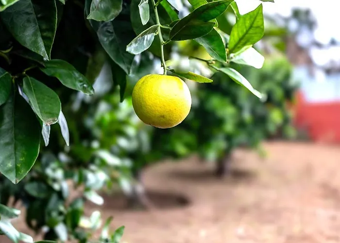 La Chamusca 別荘 イコー・デ・ロス・ビノス